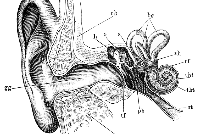 Diagram of human ear.